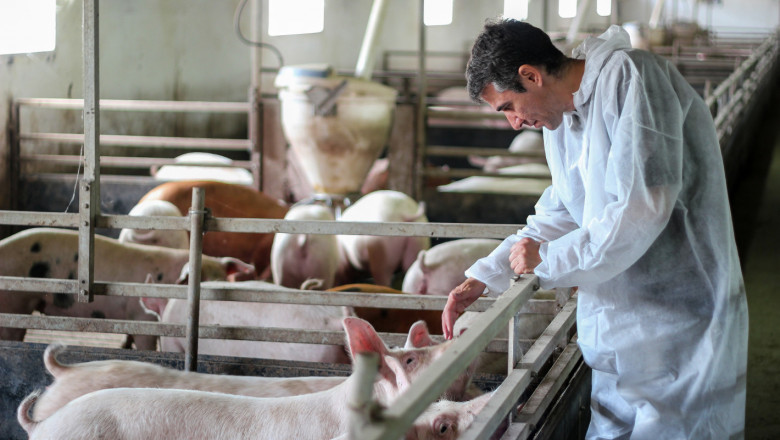 Съвети: Как да се спасите от чумата по свинете?