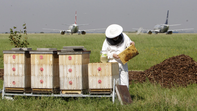 Смъртността в кошерите не изключва пчеларски грешки