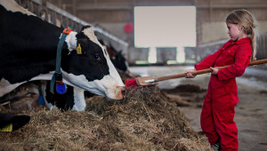 ЕС очаква ръст в производството на мляко, за сметка на животните