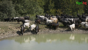 Радослав Бориславов: Цената на козето мляко стига 90 ст./л на места