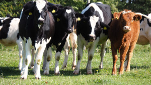 Мъжките говеда от 1 до 2 години са първенци по ръст на бройките