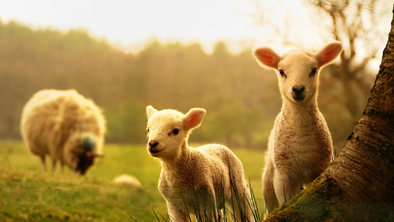Спасяват малките овцеферми с държавна помощ за кланиците