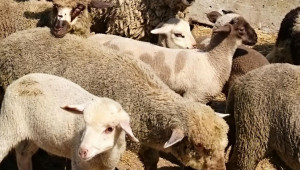 Изграждат нова овцеферма в община Тервел