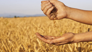 FAO: Увеличение на глобалното производство на зърно - Agri.bg
