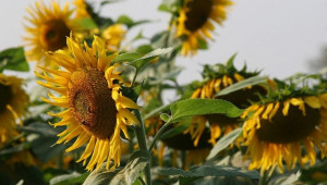 Ще се сее ли повече слънчоглед в Добруджа?