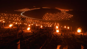 Лозари запалиха хиляди огньове, за да спасят лозята си - Снимка 1