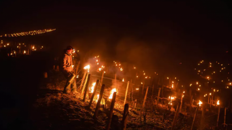 Лозари запалиха хиляди огньове, за да спасят лозята си