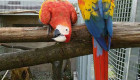 Ара, африкански сиви папагали, какаду ..... - Снимка 1