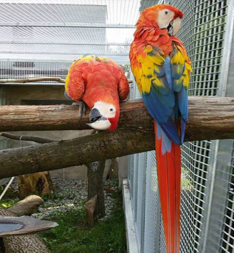 Ара, африкански сиви папагали, какаду ..... - Снимка 1