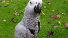Ара, африкански сиви папагали, какаду ..... - Снимка 4