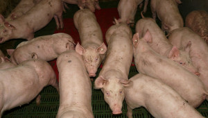Биосигурност: Редица изисквания към работещите в свинеферми