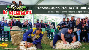 Дават 1000 лв. за най-тежък коч на Събора на овцевъдите