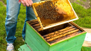 Подмярка 6.3: Над 80% от одобрените проекти в Добричко са за пчелини