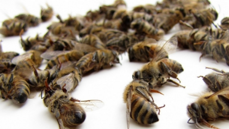 Работна група в министерството ще бори смъртността при пчелите