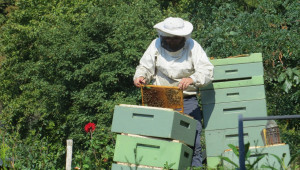 Засилен интерес към субсидия от силистренските пчелари