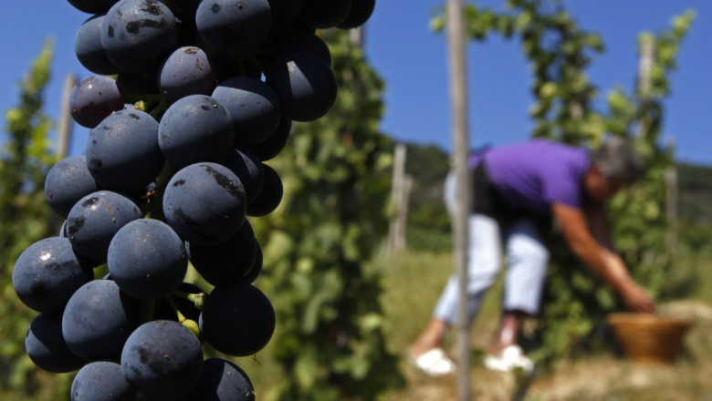 От 17 май започва приемът за застраховане на реколтата от винено грозде