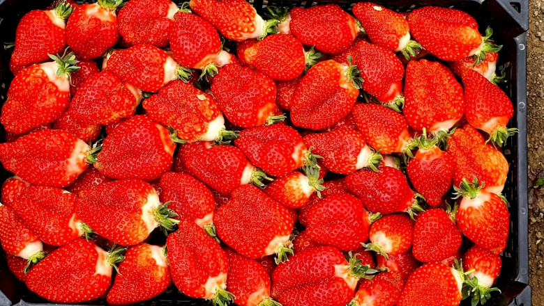 Първите български ягоди излизат на пазара до дни