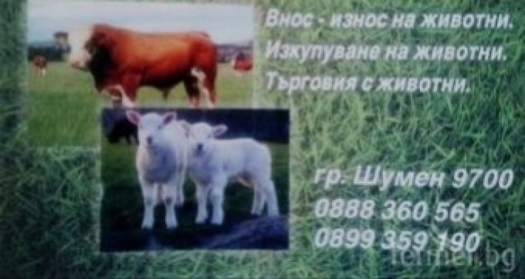 Изкупуваме агнета, телета, овце и крави - Снимка 1