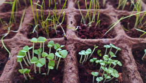 Билкова градина ще ухае в Професионалната земеделска гимназия в Силистра