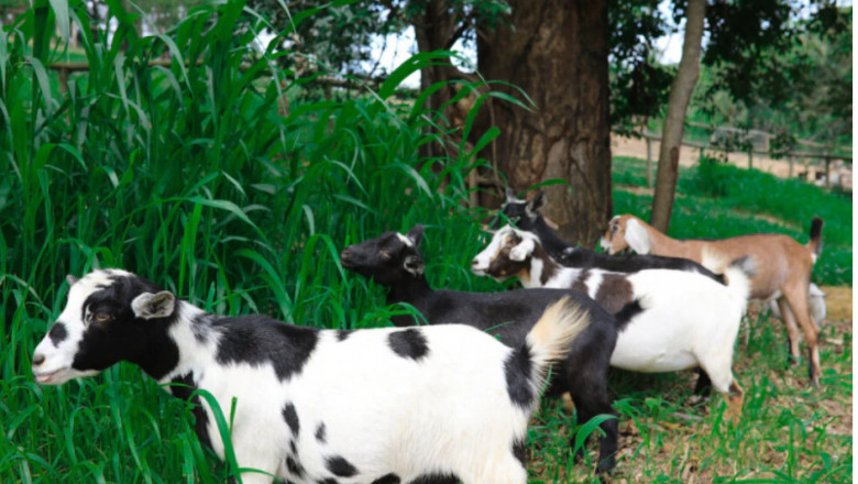 Нигерийската коза, чиято цена достига 15 000 долара