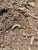 Гъсеница в почвата при лешниците -  Снимка 2