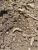 Гъсеница в почвата при лешниците -  Снимка 3