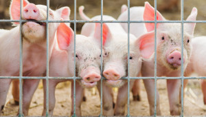 Индустриалните свинекомплекси вече могат да изнасят за ЕС