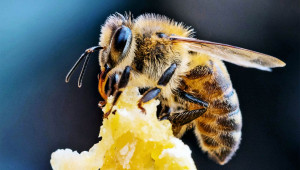 Пчелари купуват имоти онлайн