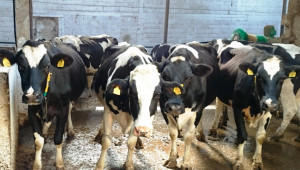 Цената на млякото отказва фермерите, ликвидират млечни стада