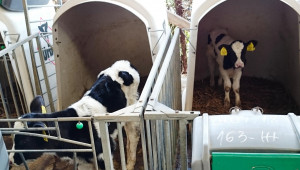 Цената на млякото отказва фермерите, ликвидират млечни стада - Снимка 2