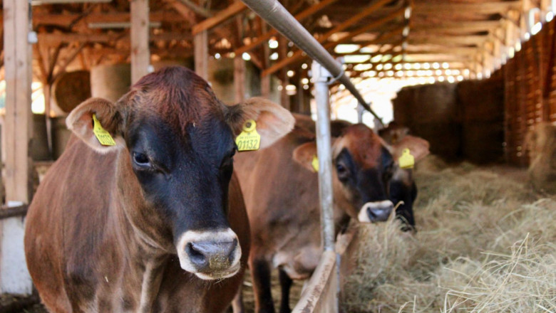 Крави Джерсей съжителстват с Българска мурра в Розовата долина