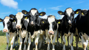 От бранша: Три пъти по-малко говеда за последните 20 години - Agri.bg