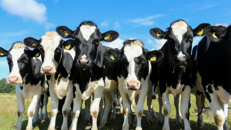 От бранша: Три пъти по-малко говеда за последните 20 години
