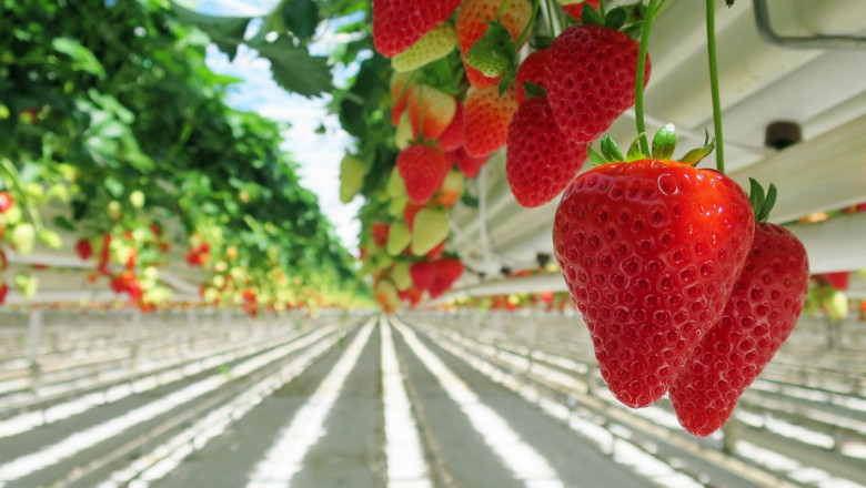 Как се отглеждат ягодоплодни на почва и чрез хидропоника?