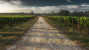 Публикуваха проектонаредбата, засягаща лозаро-винарския сектор