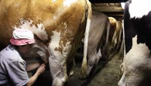 Как го правят: Геномна селекция в млечното говедовъдство в САЩ