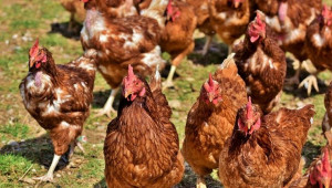 Хуманното отглеждане на кокошките е все по-важно за българите