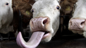 Как го правят: Геномна селекция в месодайното говедовъдство в САЩ
