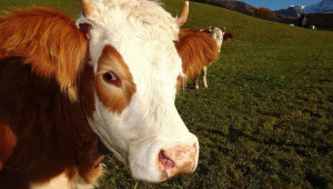 Млечните породи крави през 21 в.