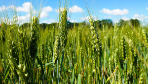 Колко струва да произведеш декар пшеница? - Agri.bg