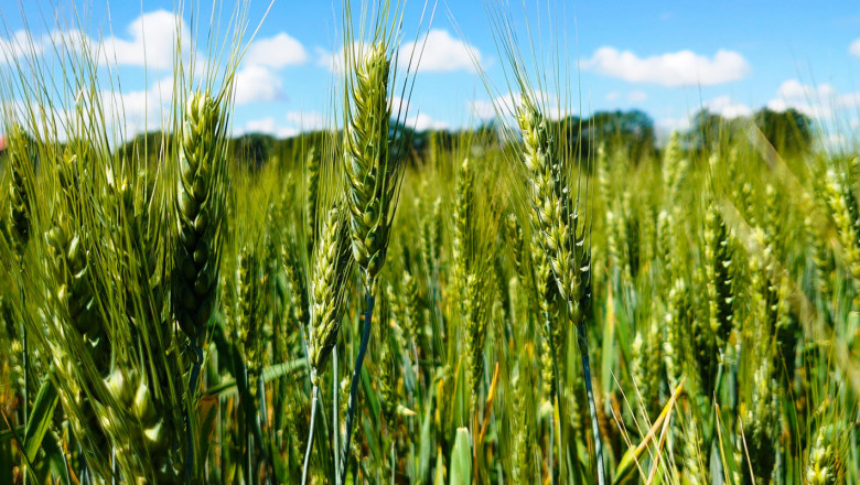 Колко струва да произведеш декар пшеница?