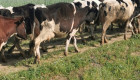 Продавам млечни крави 100 броя - Снимка 2