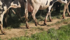 Продавам млечни крави 100 броя - Снимка 4