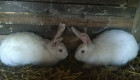 Спешно!!! Продавам комплект мъжки и женски здрави зайци - Снимка 3