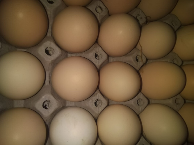 Яйца по 0.25ст. от домашна ферма - Снимка 1