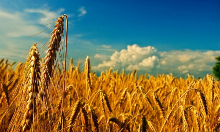 Фуражна пшеница - Снимка 1