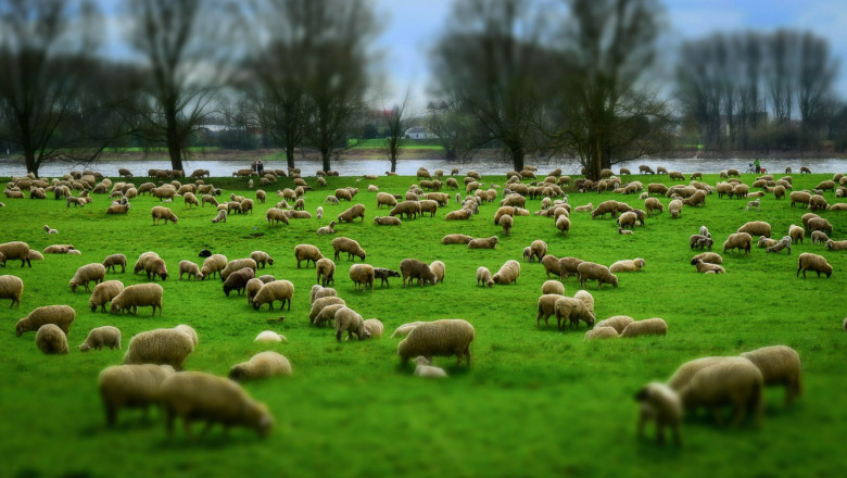 Несъответствие: Къде отидоха 200 хил. овце?