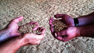 Цената на зърното расте, започнаха сделки на зелено в Добруджа