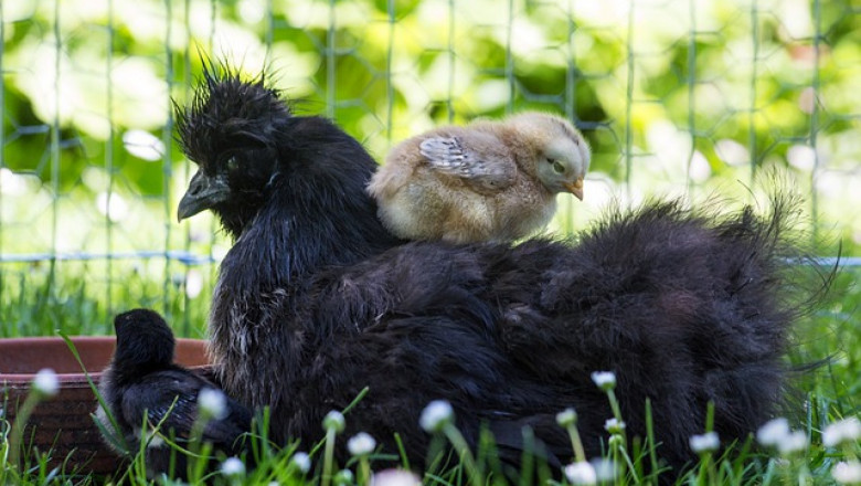 Био птицевъдството има нужда от специфична порода кокошки