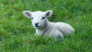 БАБХ: Агнилната кампания е причината за разликата в броя овце